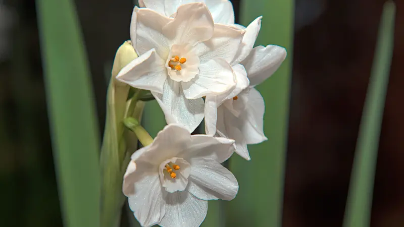 Paperwhite narcissus flowers and unopened bud on a stem with green leaves