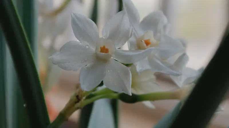 Close-up of dew-dropped paperwhite narcissus flowers among green foliage