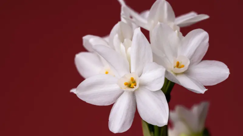 White paperwhite narcissus flowers against a deep red background