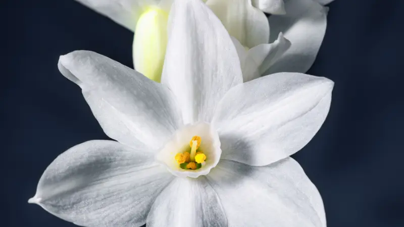 Close-up of a single paperwhite narcissus flower against a dark background