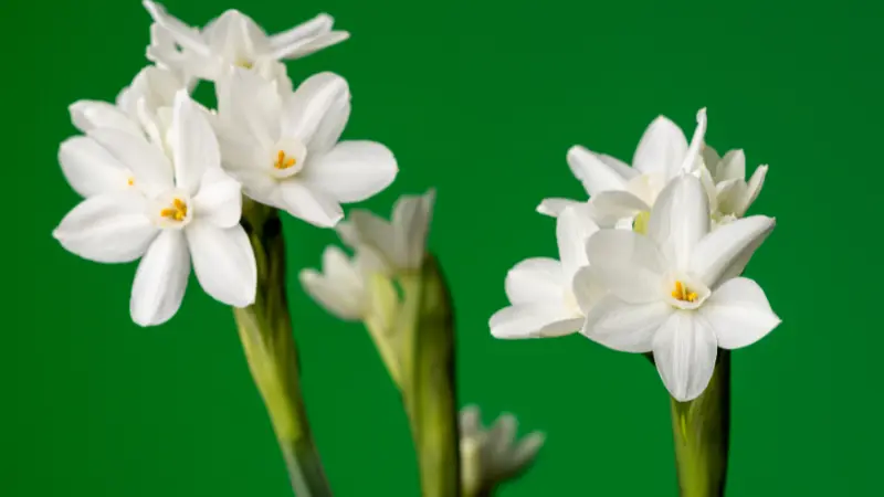 Paperwhite narcissus flower cluster against a bright green background