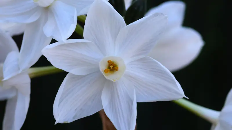 Close-up of a paperwhite narcissus flower showing petal veining and yellow cup