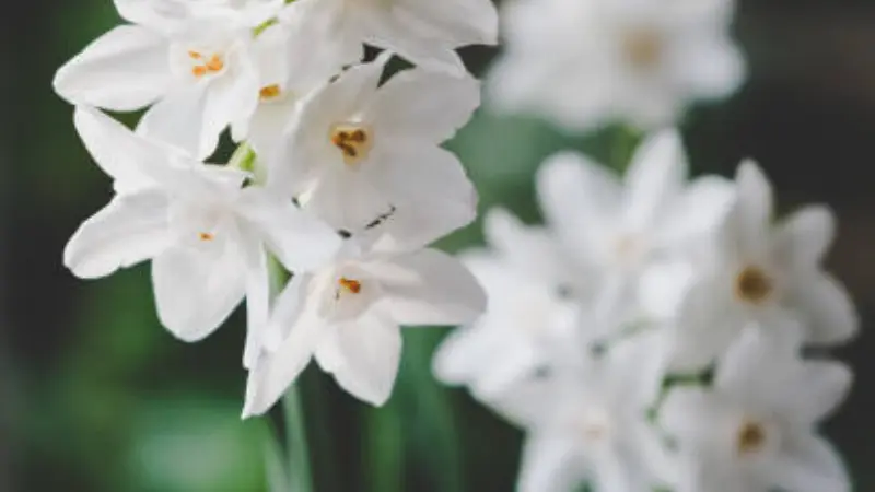 Paperwhite narcissus flowers blooming outdoors with blurred greenery
