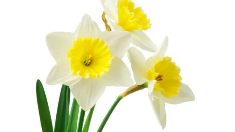 Three white narcissus flower flowers with yellow trumpet centers on a white background