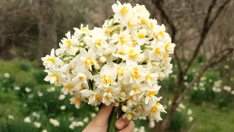 Hand holding a large bouquet of cream and yellow narcissus flower flowers outdoors