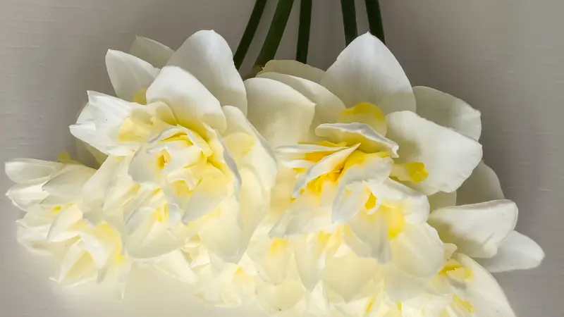 Cluster of double white and yellow narcissus flower flowers viewed from above