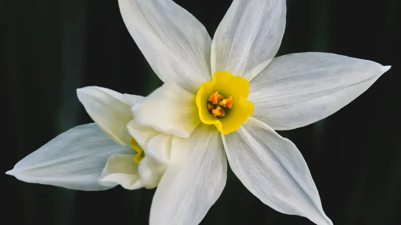 Single white narcissus flower with bright yellow cup against a dark background