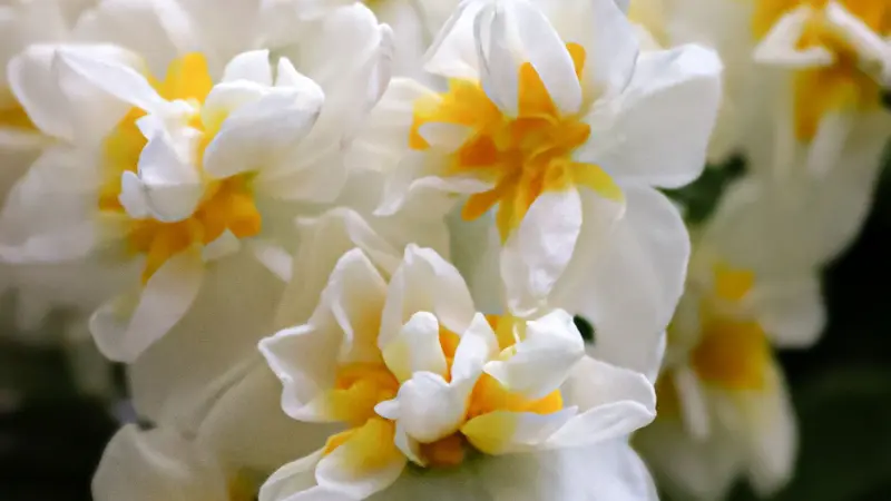 Group of white narcissus flower flowers with orange-yellow ruffled centers