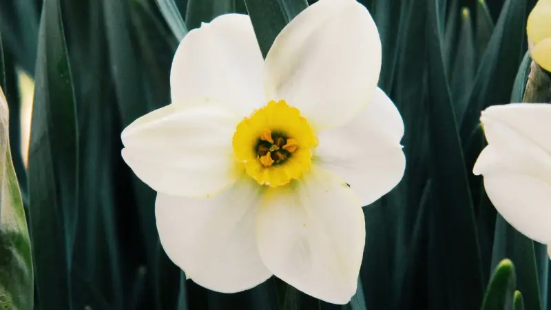 White narcissus flower with yellow center surrounded by green leaves
