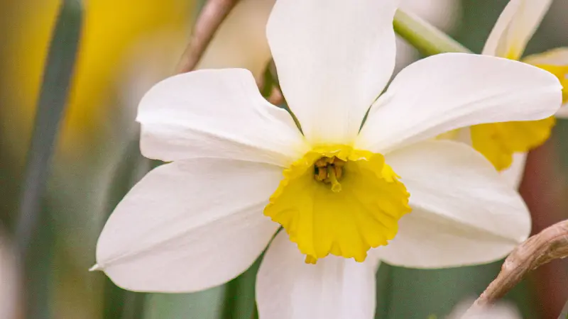 Close-up of a white narcissus flower with a large golden-yellow cup