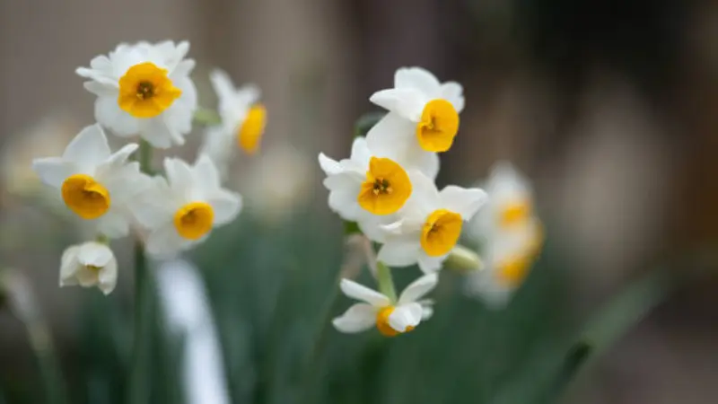 Cluster of white narcissus flower flowers with orange-yellow centers in a garden