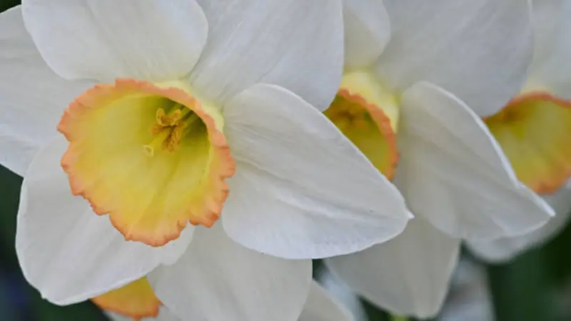 Close-up of white narcissus flower flowers with yellow and orange-edged cups