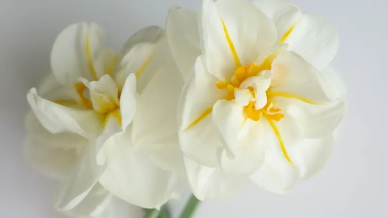 Close-up of double-petaled white narcissus flower flowers with yellow streaks