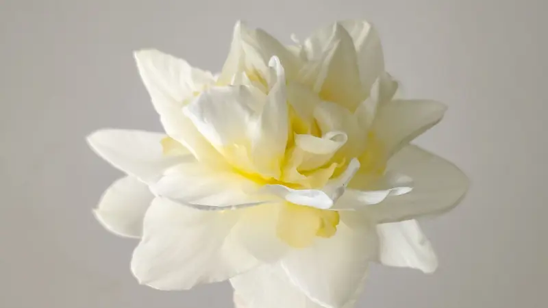 Close-up of a single double-petaled white and pale yellow narcissus flower