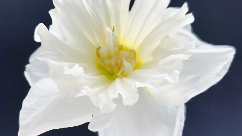 Large white narcissus flower with ruffled petals against a dark background