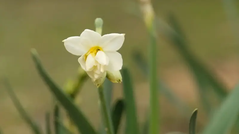 Single white narcissus flower with yellow center growing among green leaves