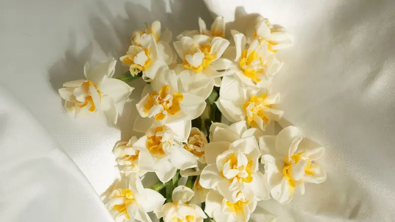 Cluster of cream and yellow narcissus flower flowers arranged on white silk fabric