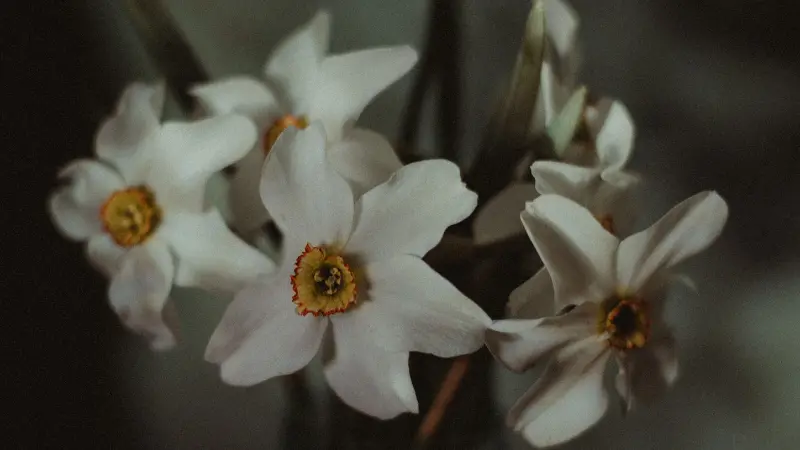 White narcissus flower flowers with orange-rimmed centers in low light
