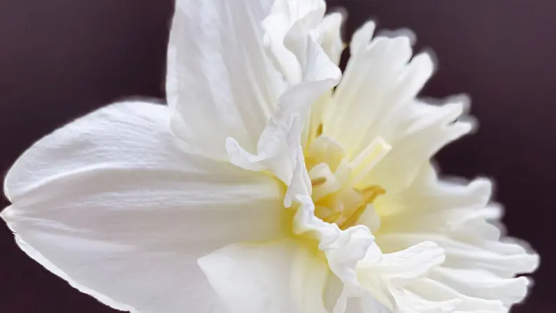 Macro shot of a ruffled double white narcissus flower against a dark background