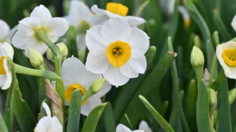 White narcissus flower flowers with yellow cups blooming in a garden bed