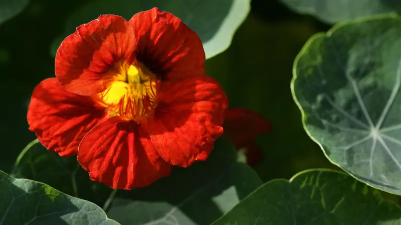 Red nasturtium flower with yellow center surrounded by round green leaves