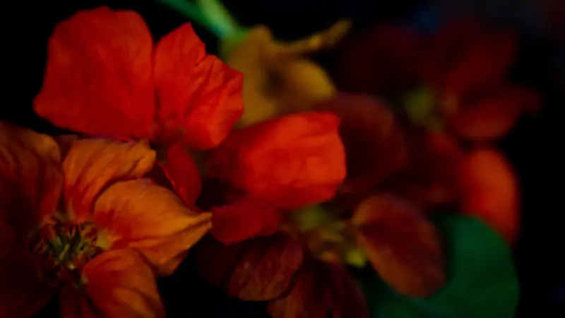 Orange and red nasturtium flowers photographed in low light