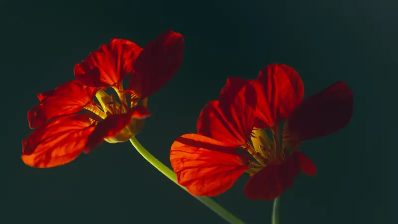 Two red nasturtium flowers backlit against a dark green background
