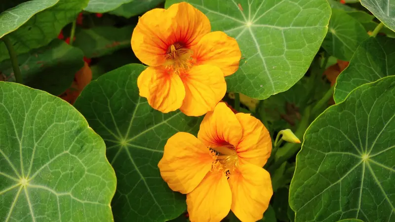 Two orange nasturtium flowers with red centers among large green leaves