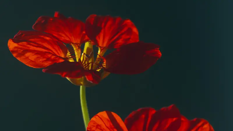 Close-up of a red nasturtium flower with dramatic side lighting