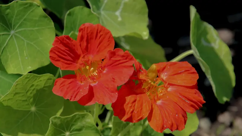Two orange-red nasturtium flowers blooming among green leaves