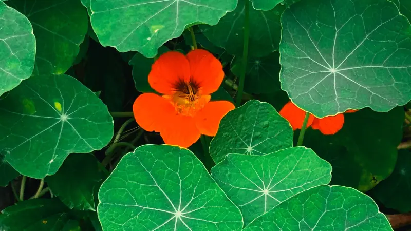 Orange nasturtium flowers growing among ferns and round leaves
