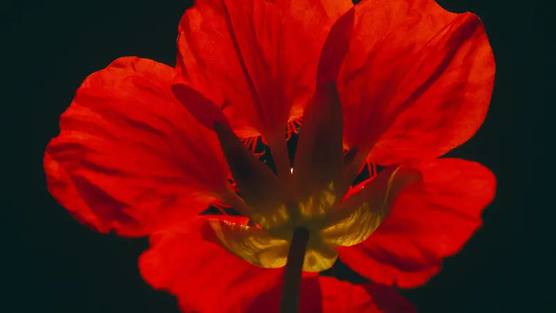 Close-up of a backlit red nasturtium flower against a black background