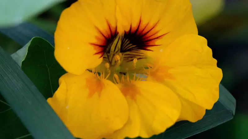 Close-up of a yellow nasturtium flower with a deep red star-shaped throat