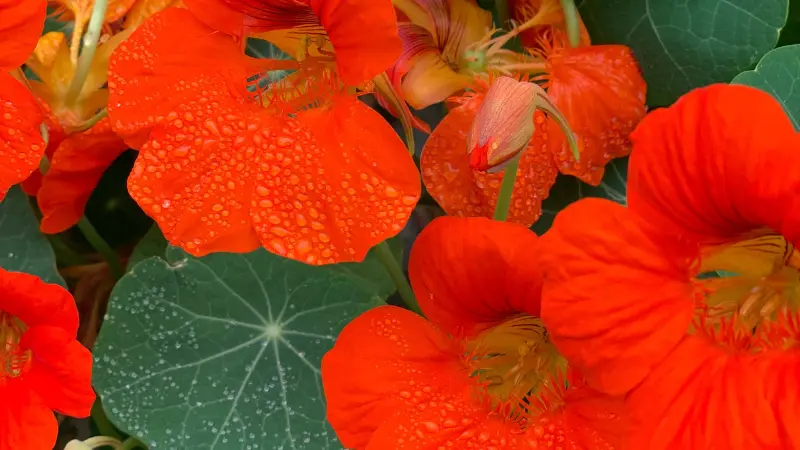 Cluster of orange nasturtium flowers with water droplets on petals and leaves