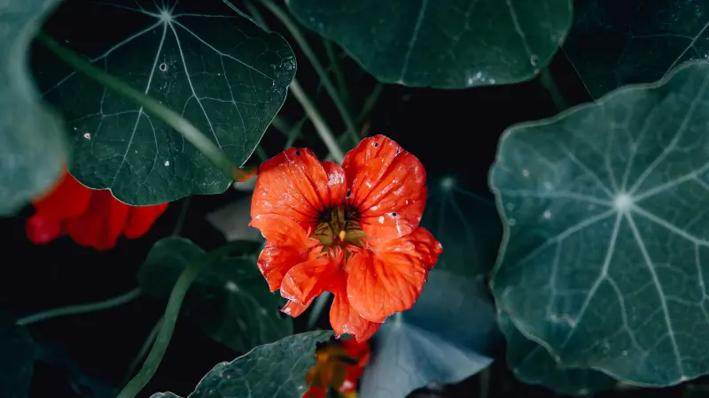 Red nasturtium flower with water droplets among dark green leaves