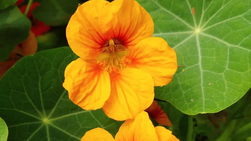 Close-up of an orange nasturtium flower with red-streaked center