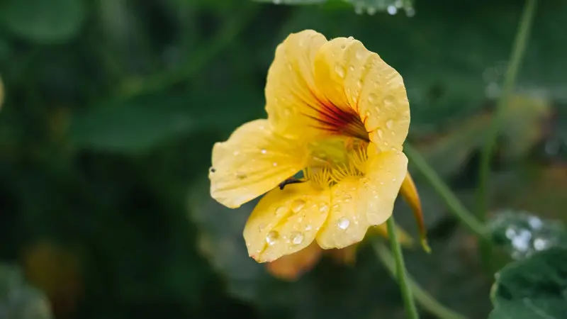 Yellow nasturtium flower with red center covered in water droplets