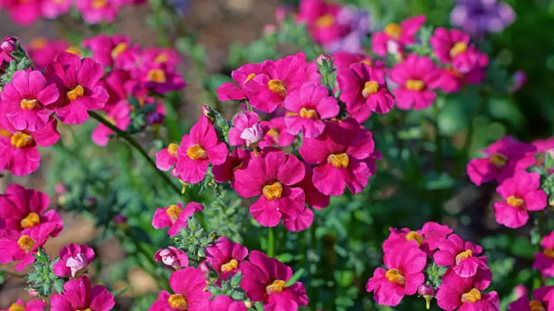 Cluster of bright pink nemesia flowers with yellow throats in garden bed