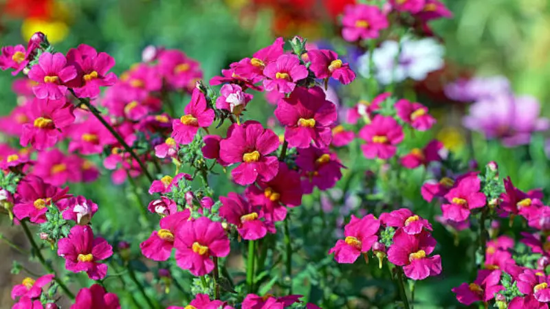 Bright magenta-pink nemesia flowers with yellow centers in garden