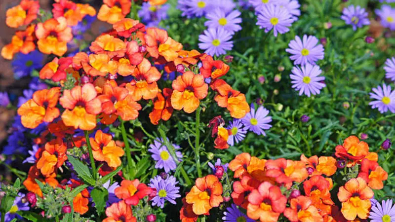 Orange nemesia flowers planted alongside purple aster flowers