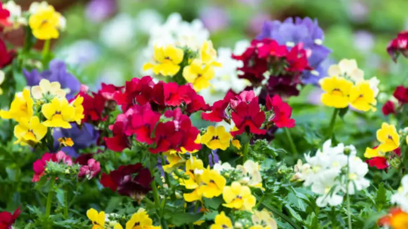 Red, yellow, and white nemesia flowers blooming together in a garden