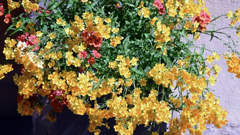 Yellow and red nemesia flowers cascading from a hanging planter