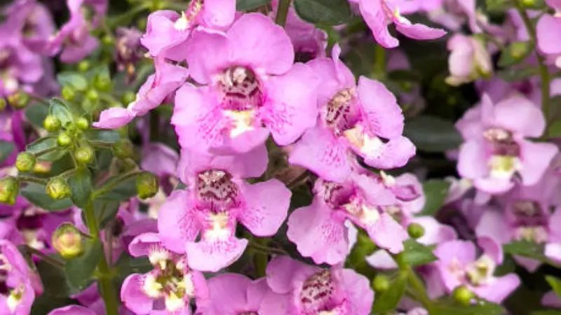 Close-up of purple and pink nemesia flowers with dark markings