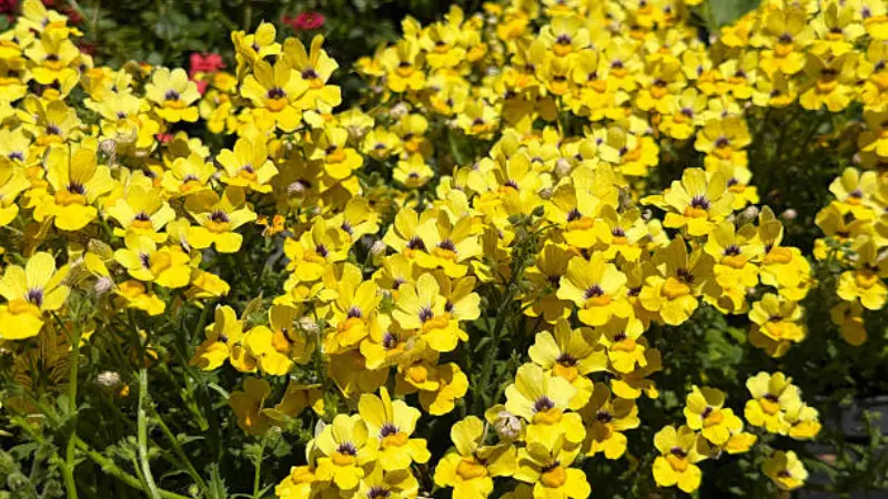 Dense field of bright yellow nemesia flowers