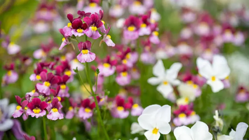Burgundy and pink nemesia flowers with white blooms blurred in background