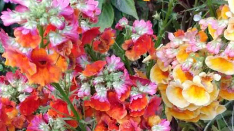 Orange, pink, and yellow nemesia flowers blooming together in a garden