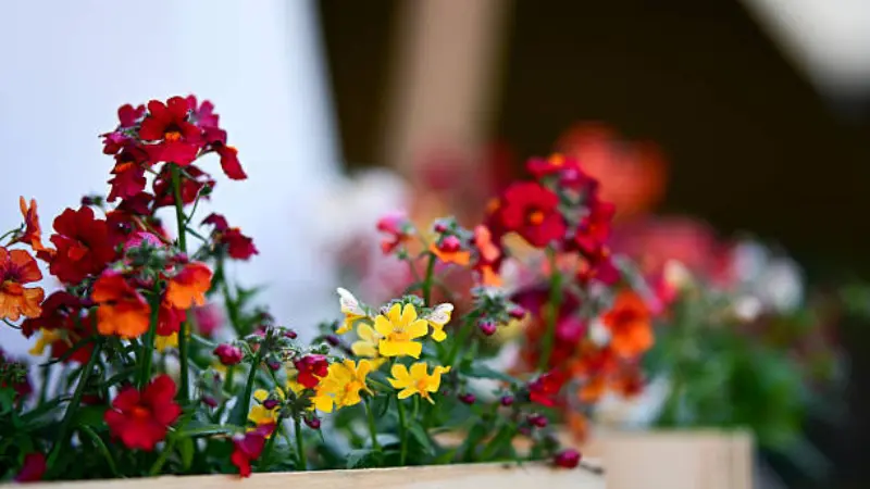 Red, orange, and yellow nemesia flowers growing in an outdoor planter box