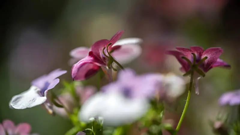 Soft-focus pink and white nemesia flowers with green background