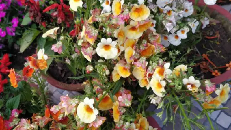 Yellow, orange, and pink nemesia flowers blooming in a garden pot