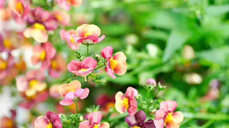 Close-up of pink and yellow bicolor nemesia flowers on green stems